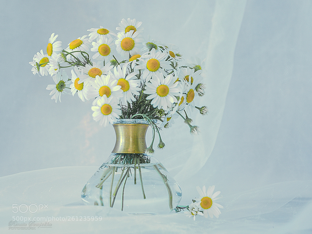 Nikon D7100 sample photo. *** photography