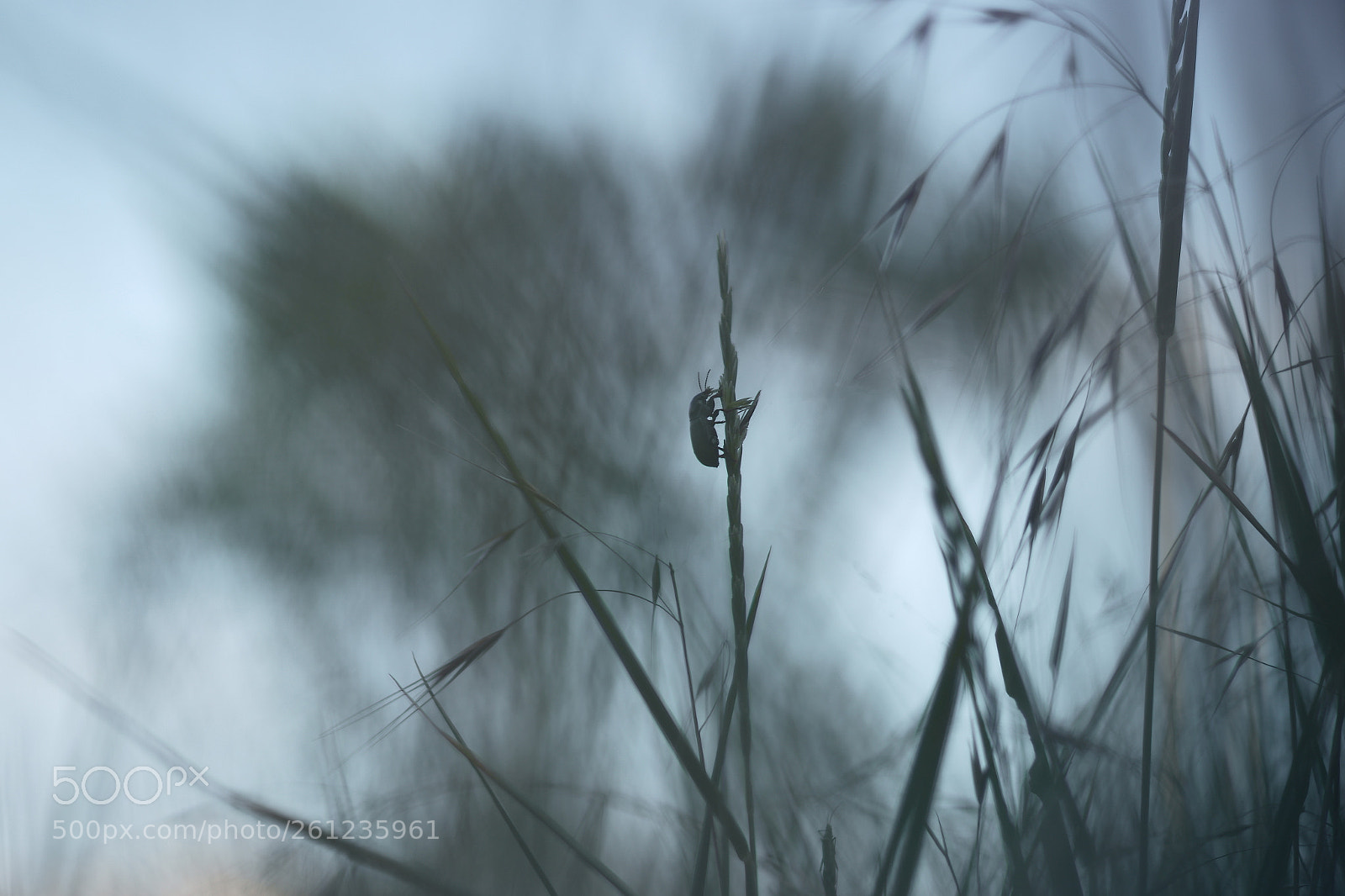 Sony a7 II sample photo. Свободный photography