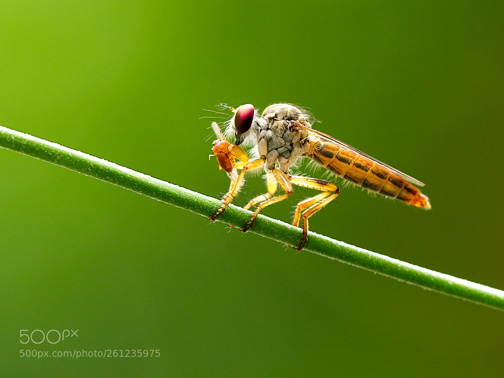 Canon EOS 7D sample photo. Insectowww photography