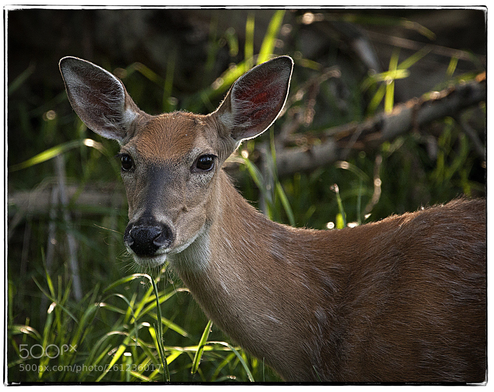 Canon EOS 40D sample photo. Mule deer  photography