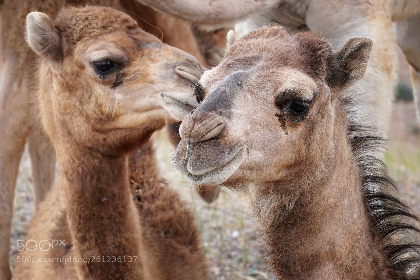 Sony a6500 sample photo. Camels... photography