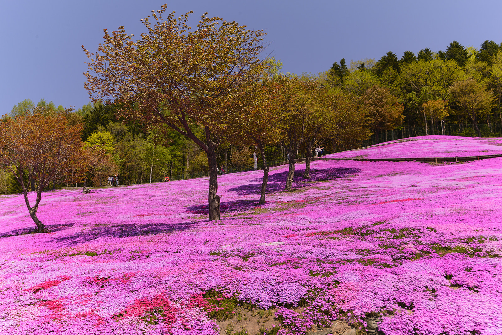 Nikon D610 sample photo. The pink carpet photography