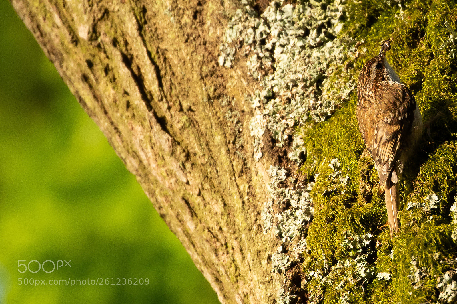 Canon EOS 7D Mark II sample photo. Untitled photography