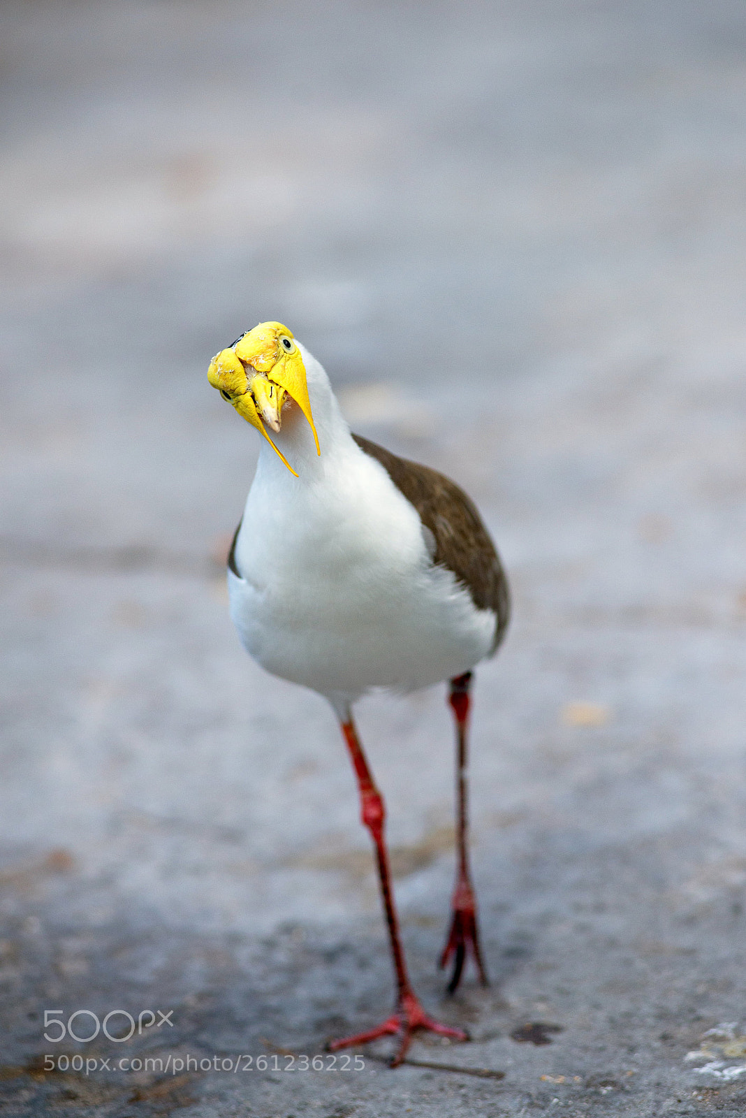Nikon D610 sample photo. Yes, sir? photography