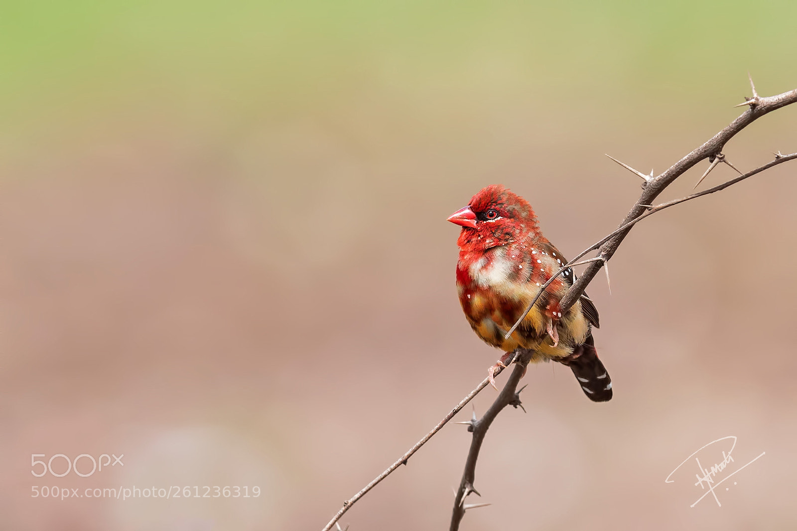 Canon EOS 5D Mark IV sample photo. Redavadavat photography