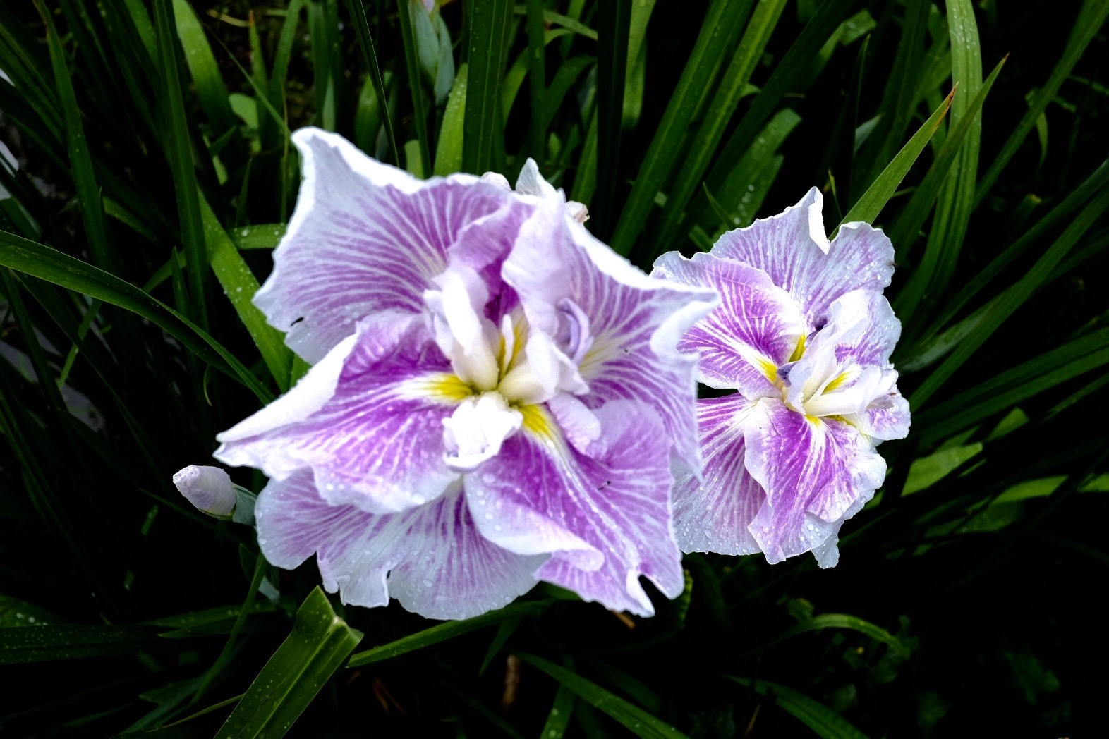 Fujifilm X-E2 sample photo. Iris photography