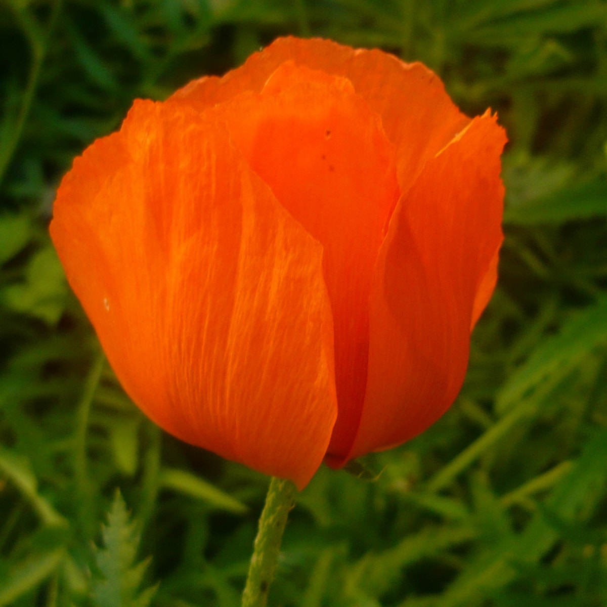 Panasonic Lumix DMC-LS80 sample photo. Poppy photography