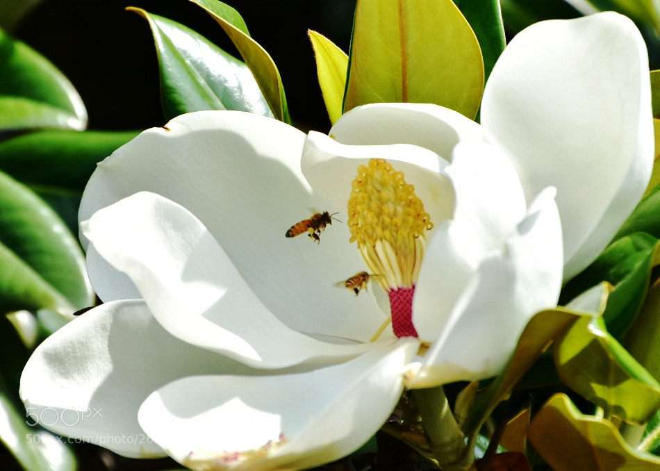 Nikon D7200 sample photo. Optimus magnolia photography