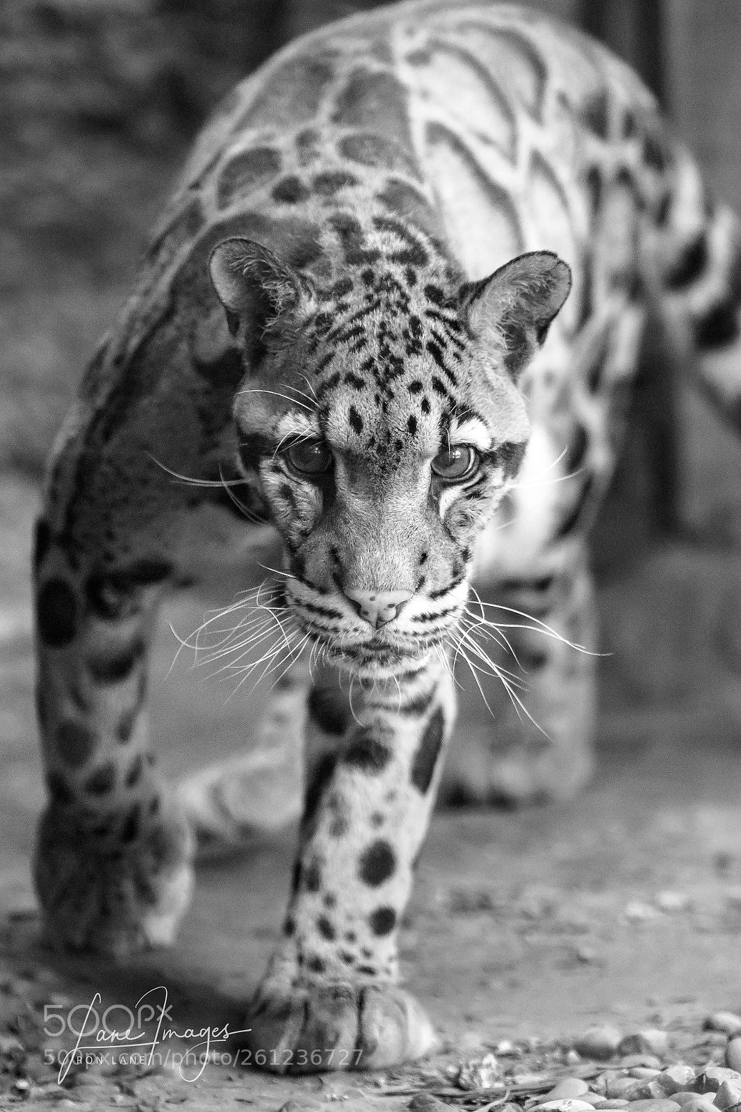 Canon EOS 7D Mark II sample photo. Cat on the prowl. photography