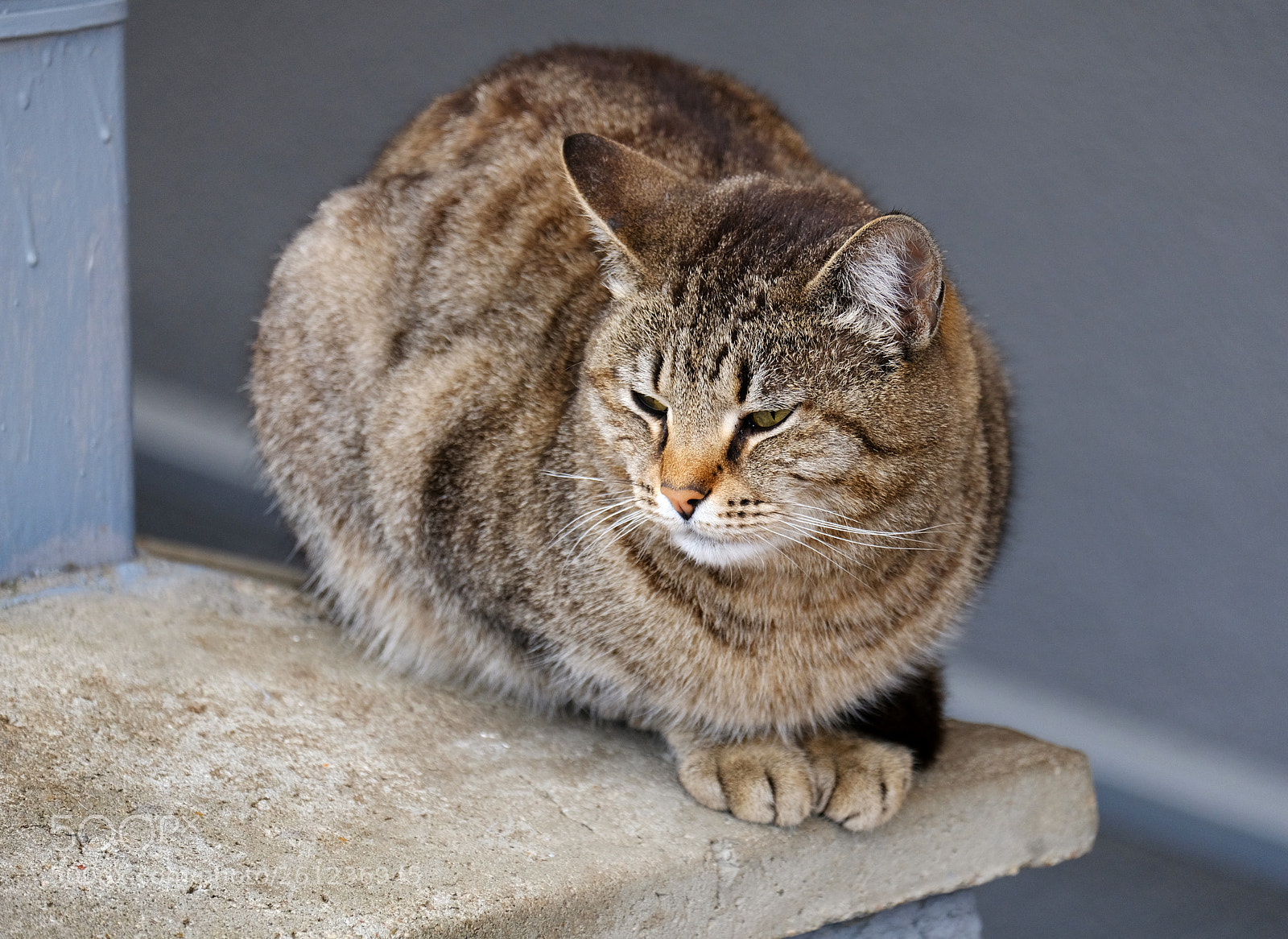 Fujifilm X-T20 sample photo. Homeless cat on duty photography