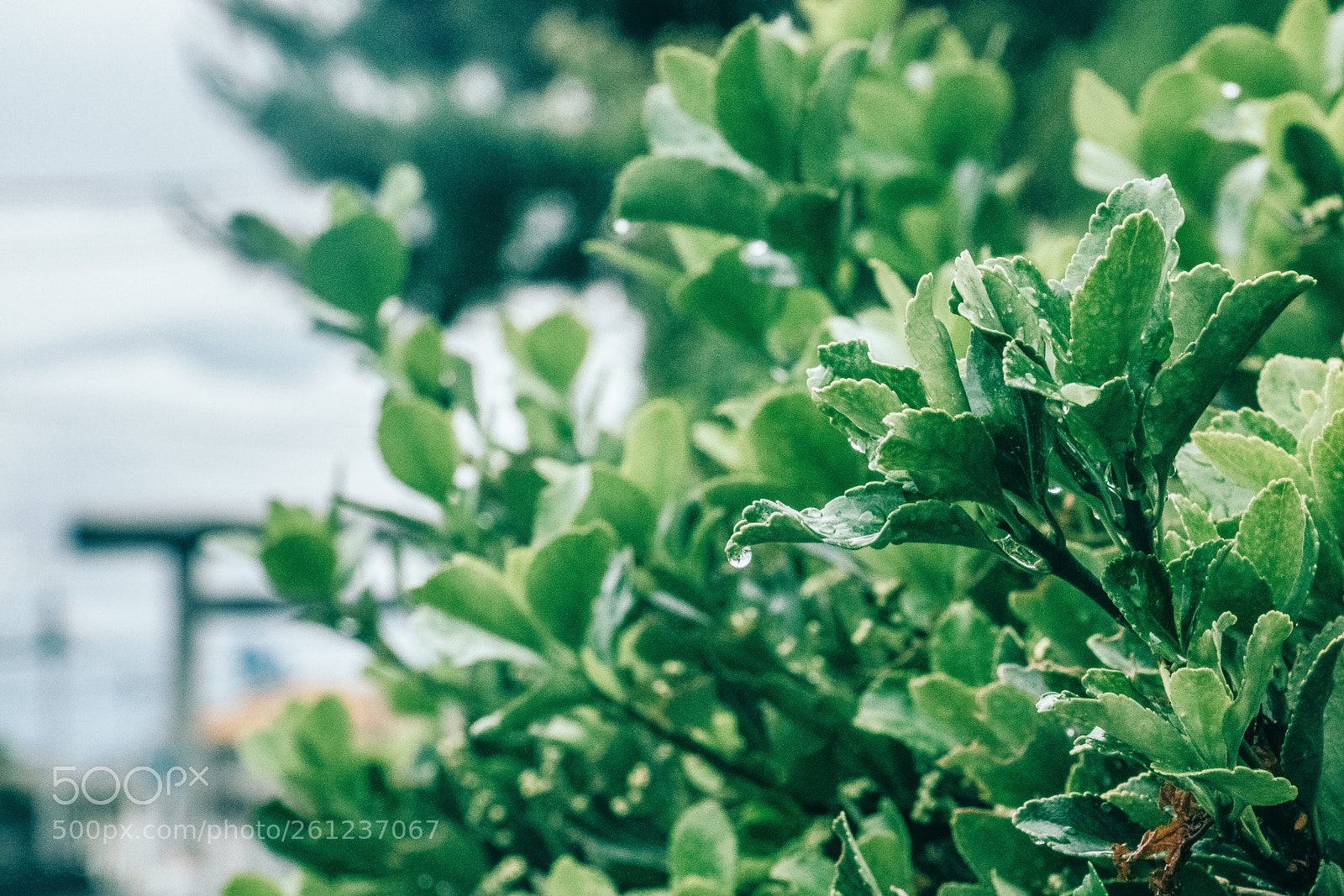 Canon EOS 750D (EOS Rebel T6i / EOS Kiss X8i) sample photo. After the rain (partⅠ) photography