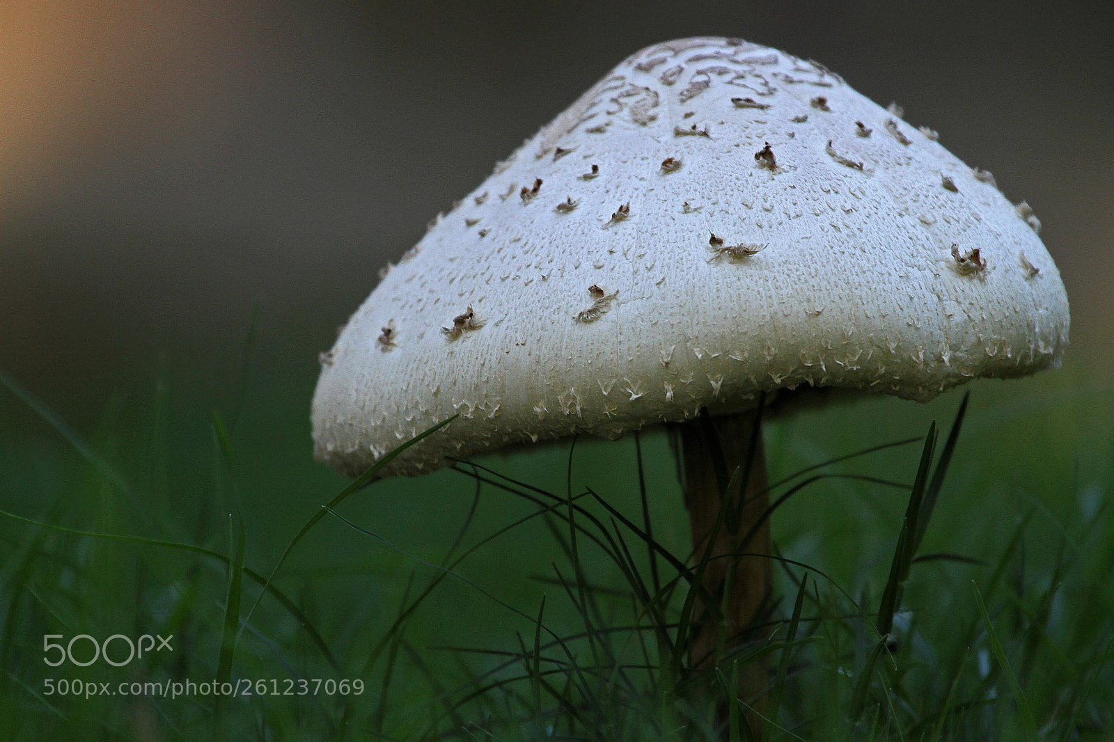 Canon EOS 7D sample photo. Mushroom photography
