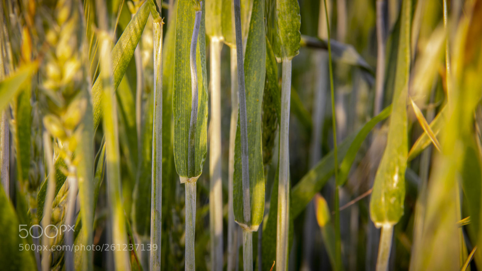 Canon EOS 760D (EOS Rebel T6s / EOS 8000D) sample photo. Wheat photography
