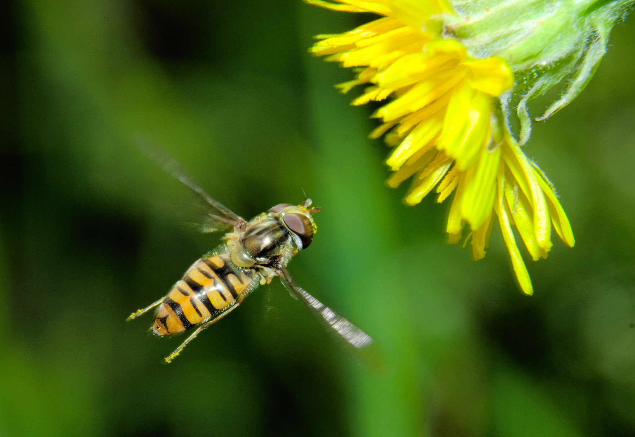 Canon EOS 600D (Rebel EOS T3i / EOS Kiss X5) sample photo. Hover fly photography
