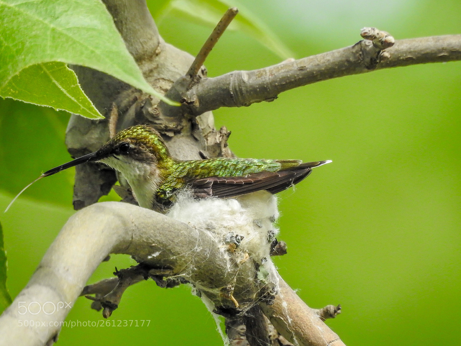Nikon Coolpix P900 sample photo. Humming bird in nest photography