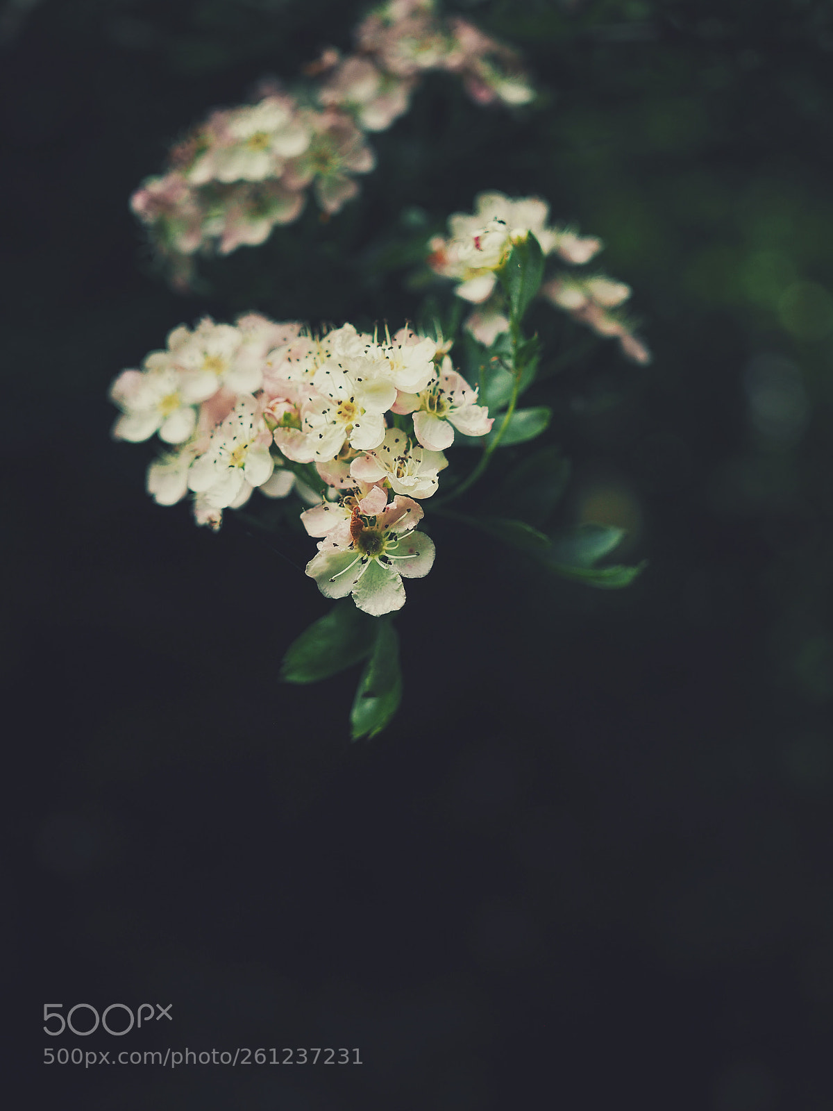 Olympus OM-D E-M10 II sample photo. Blossoms photography