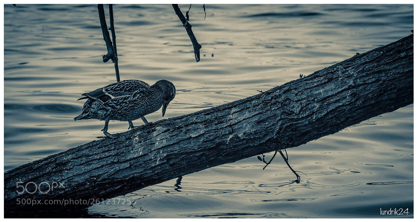 Nikon D7200 sample photo. Duck  photography