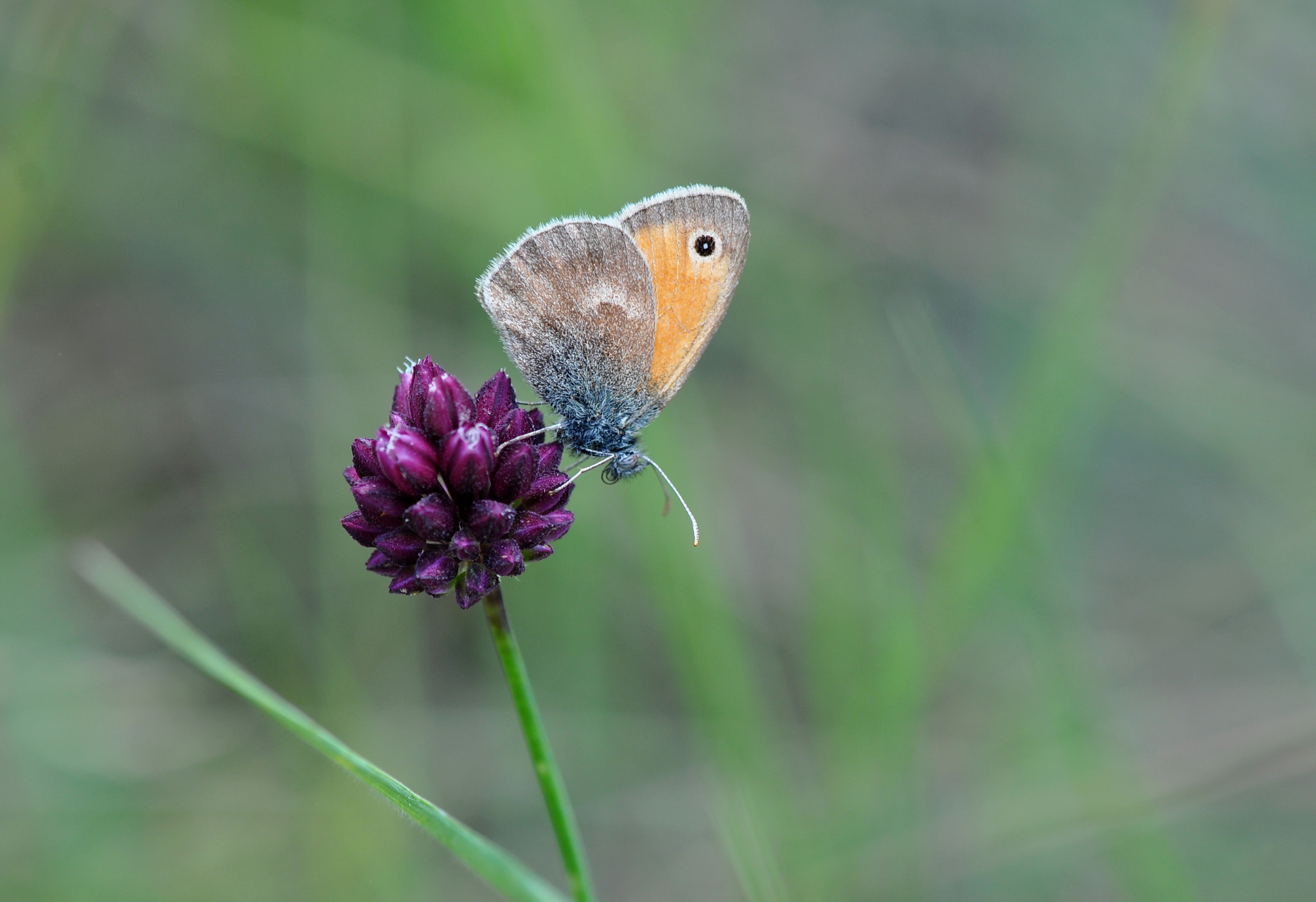 Nikon AF-S Micro-Nikkor 105mm F2.8G IF-ED VR sample photo. Coenonympha pamphilus photography