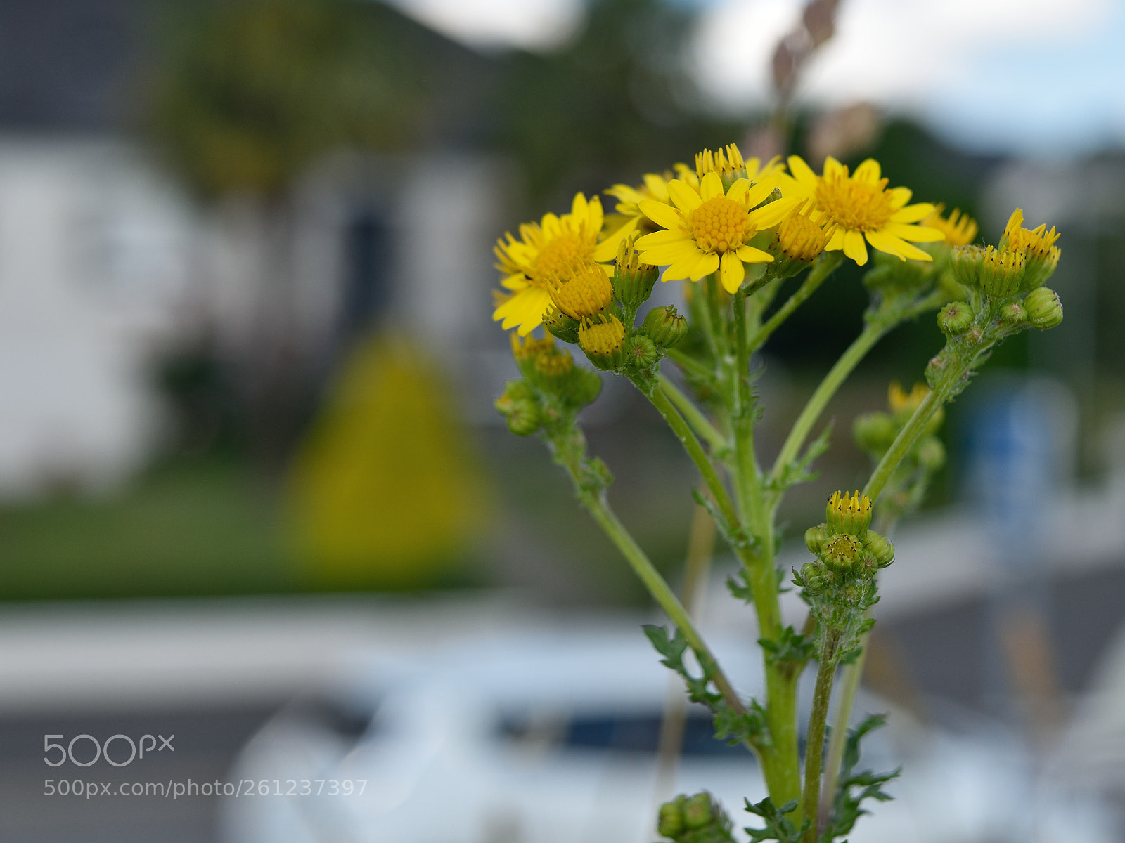 Nikon D5500 sample photo. Reagan elite photography