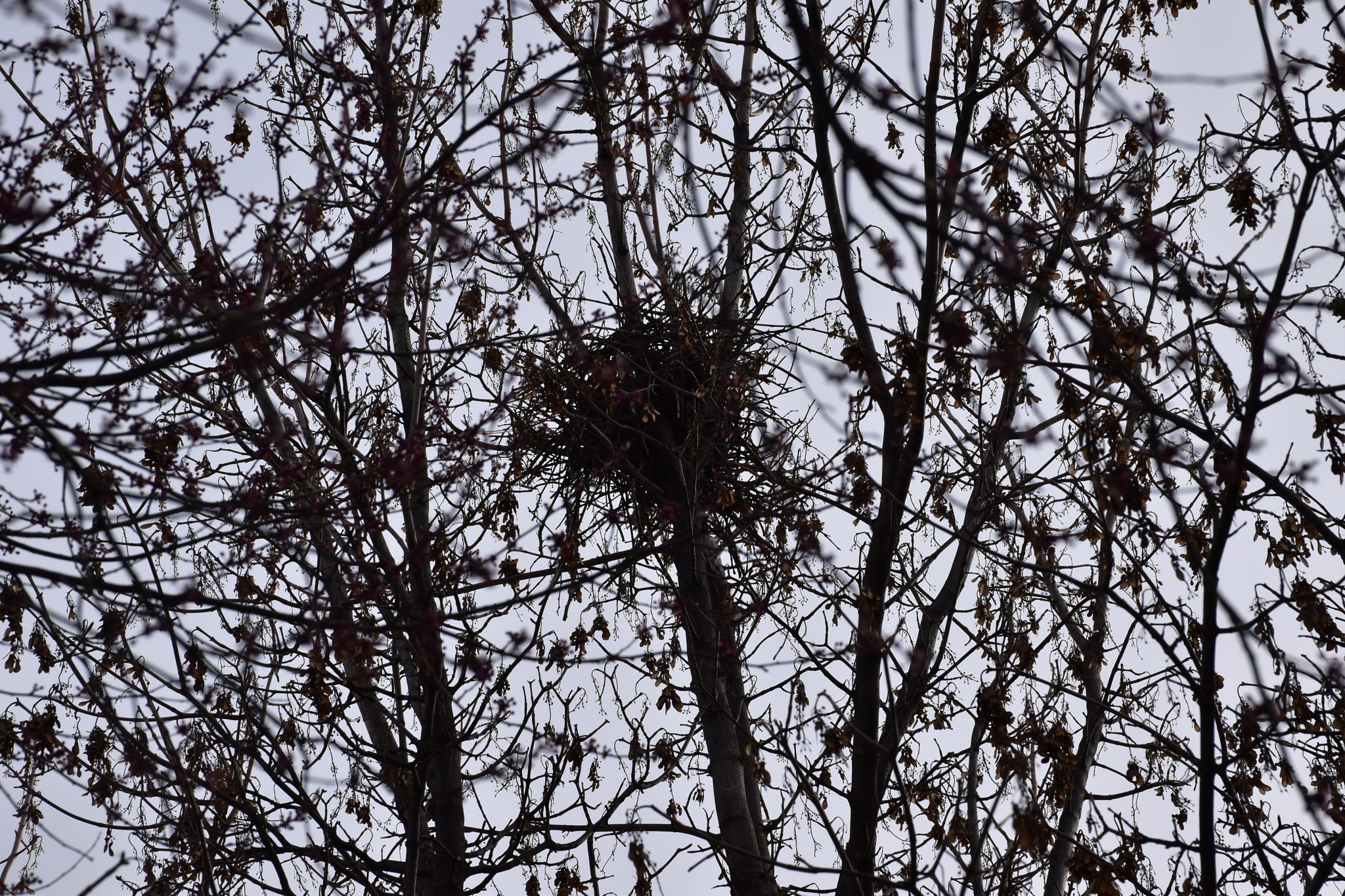 Nikon D5600 sample photo. The nest... photography