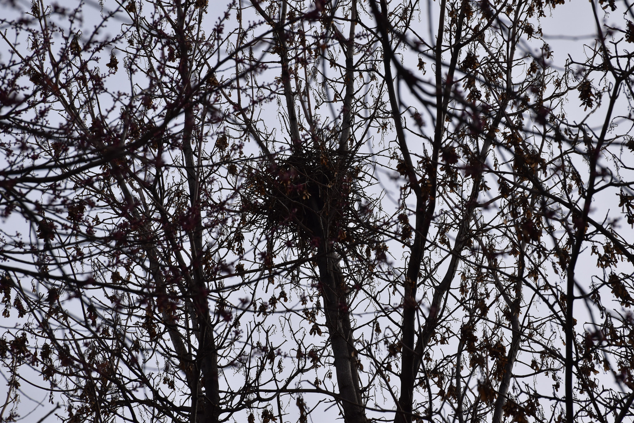 Nikon D5600 sample photo. The nest... photography