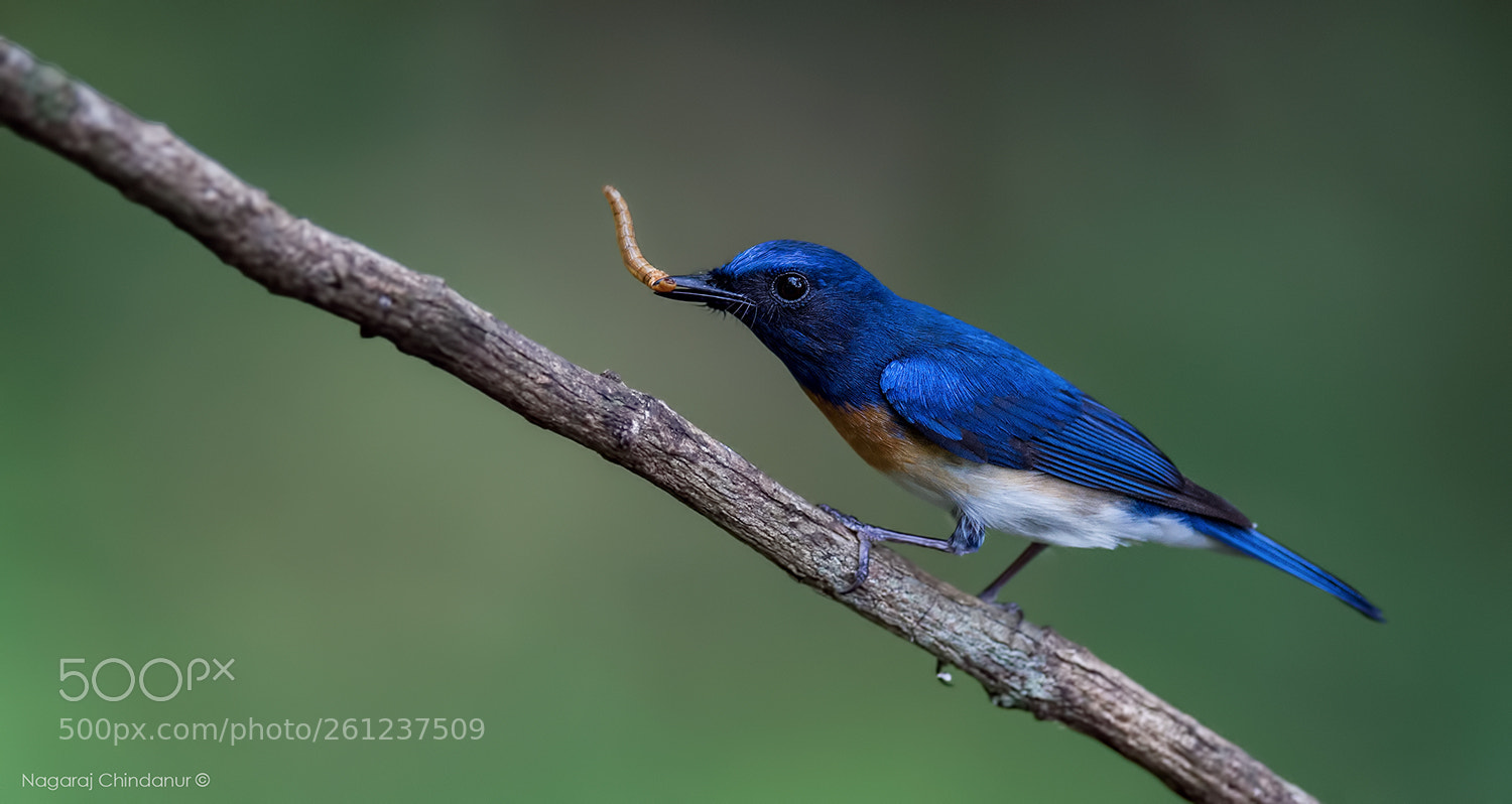 Nikon D4S sample photo. White bellied blue flycatcher photography