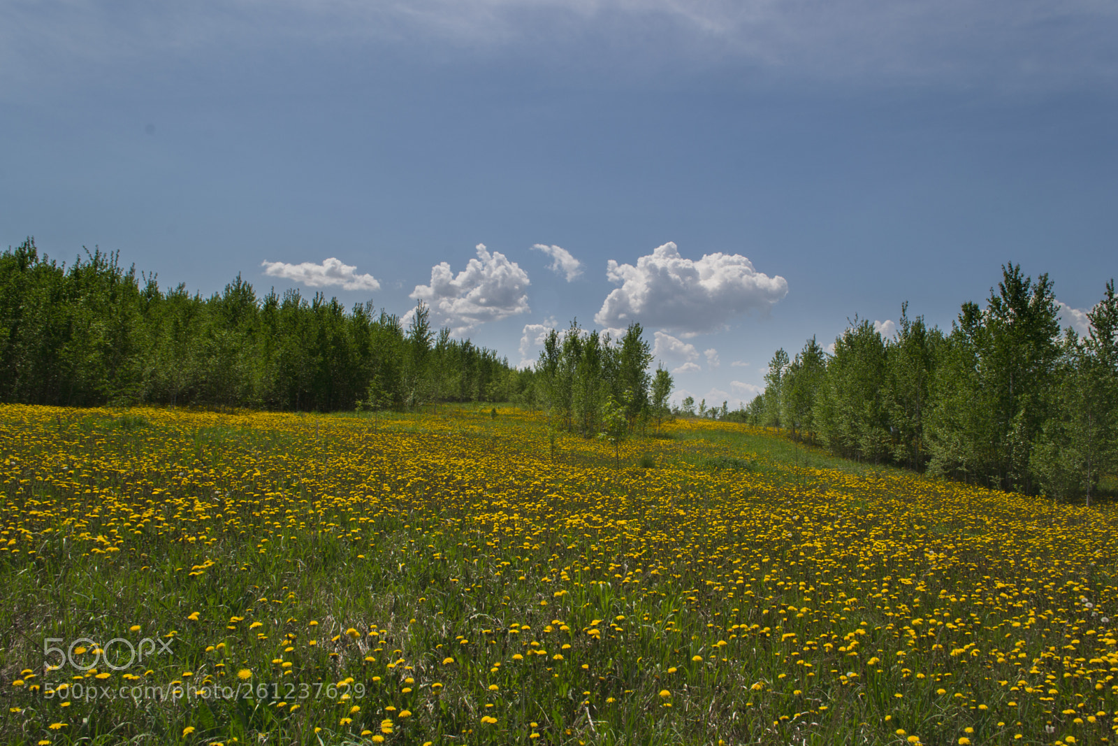 Nikon D3100 sample photo. Flowers photography
