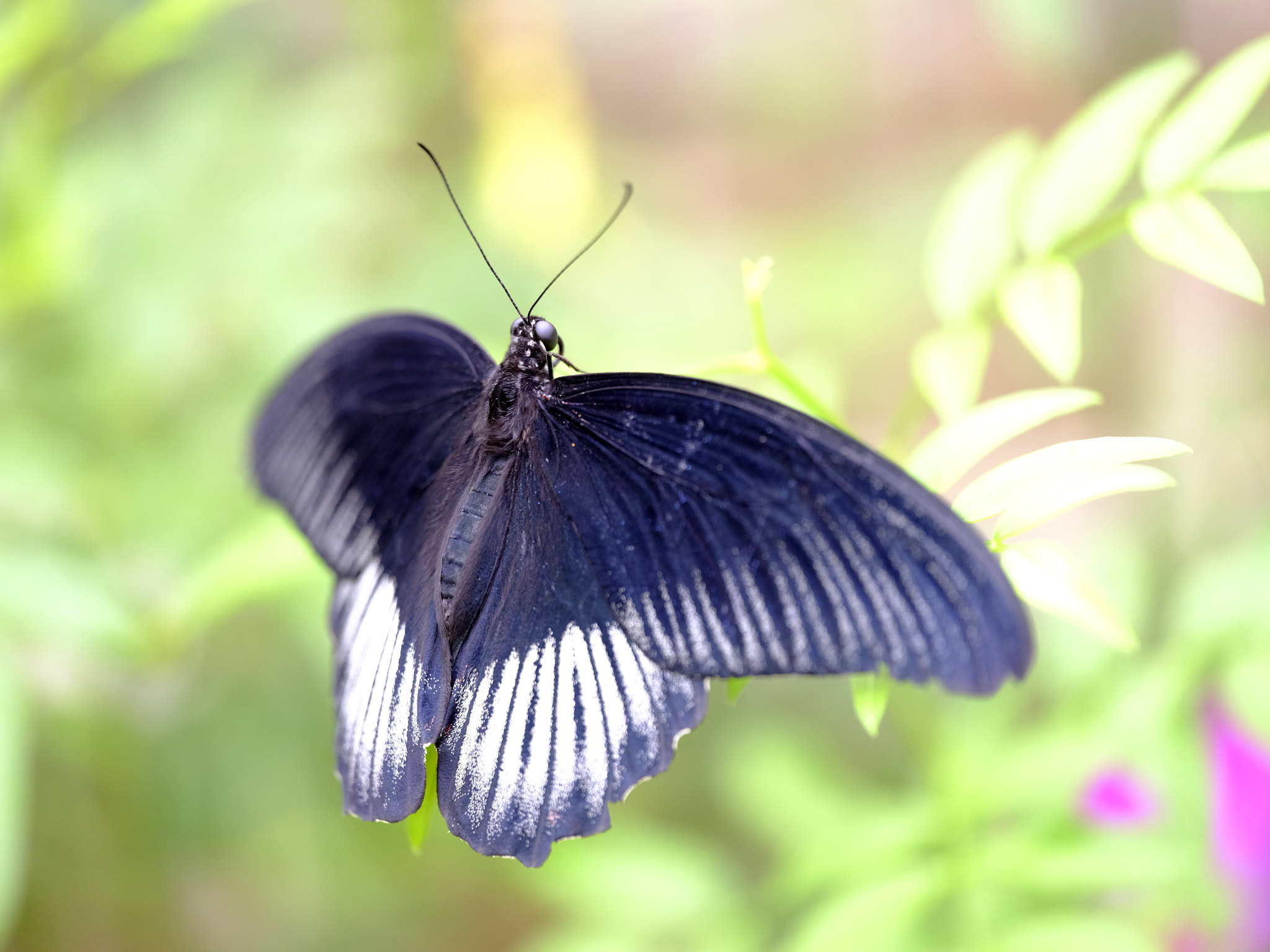 Fujifilm GFX 50S sample photo. Mormon butterfly photography