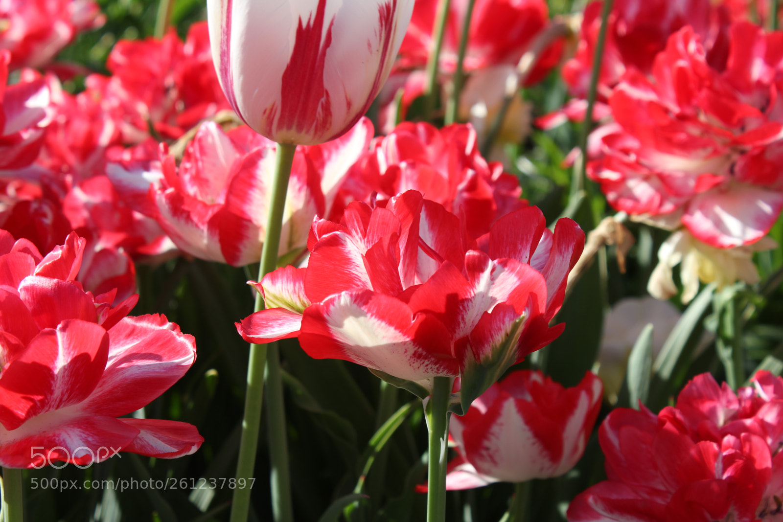Canon EOS 550D (EOS Rebel T2i / EOS Kiss X4) sample photo. Tulips edward's gardens, toronto photography