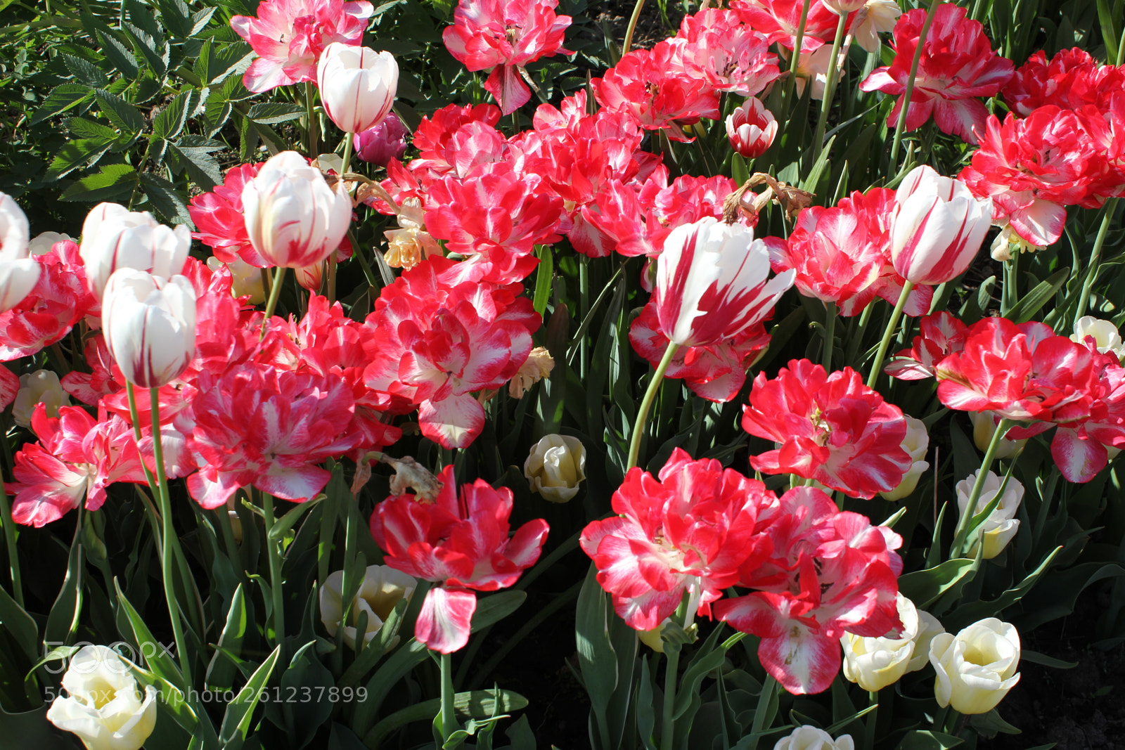 Canon EOS 550D (EOS Rebel T2i / EOS Kiss X4) sample photo. Tulips edward's gardens, toronto photography