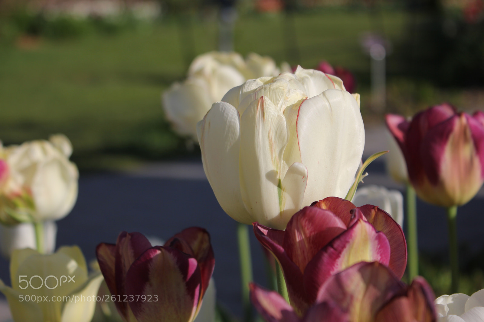 Canon EOS 550D (EOS Rebel T2i / EOS Kiss X4) sample photo. Tulips edward's gardens, toronto photography