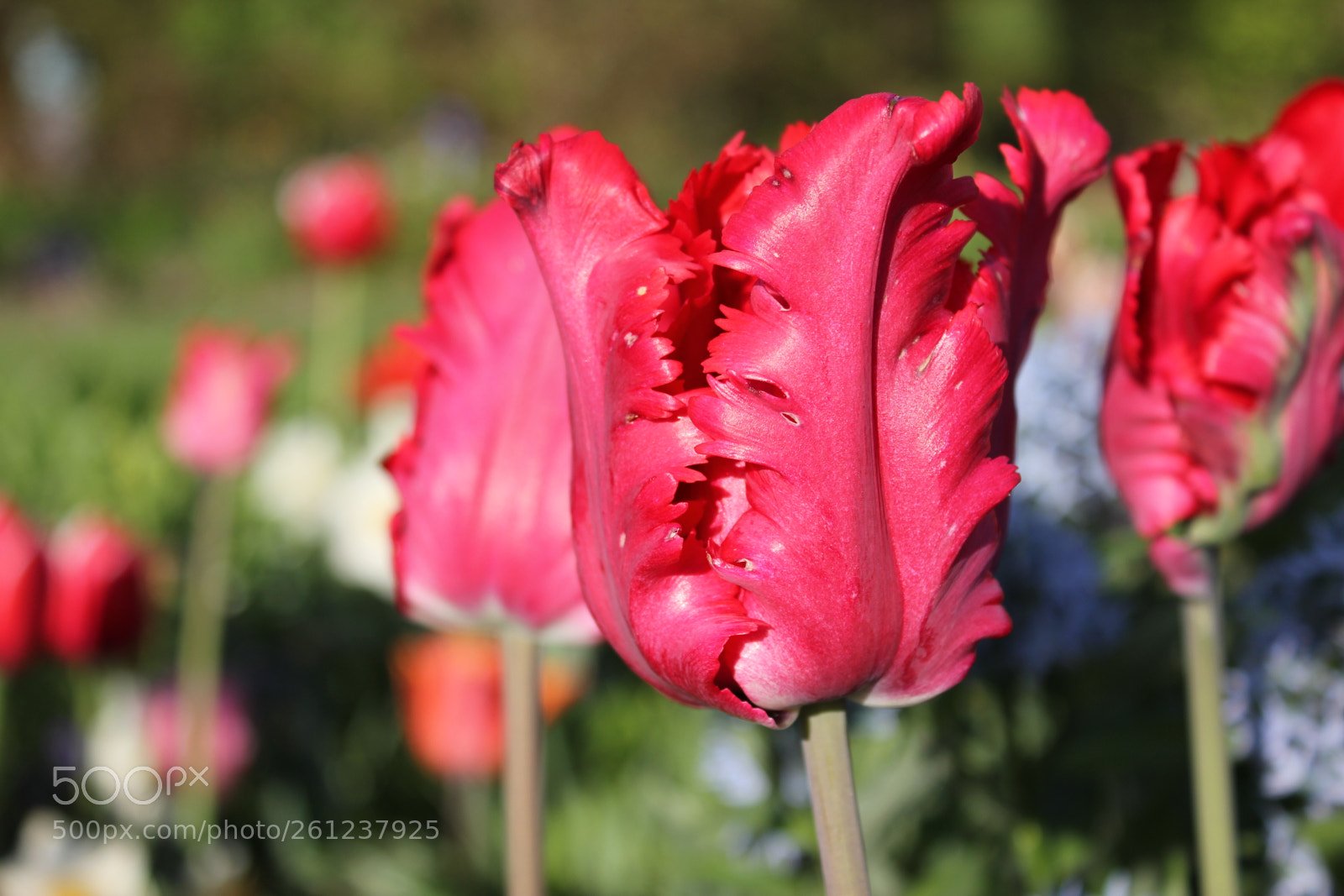Canon EOS 550D (EOS Rebel T2i / EOS Kiss X4) sample photo. Tulips edward's gardens, toronto photography