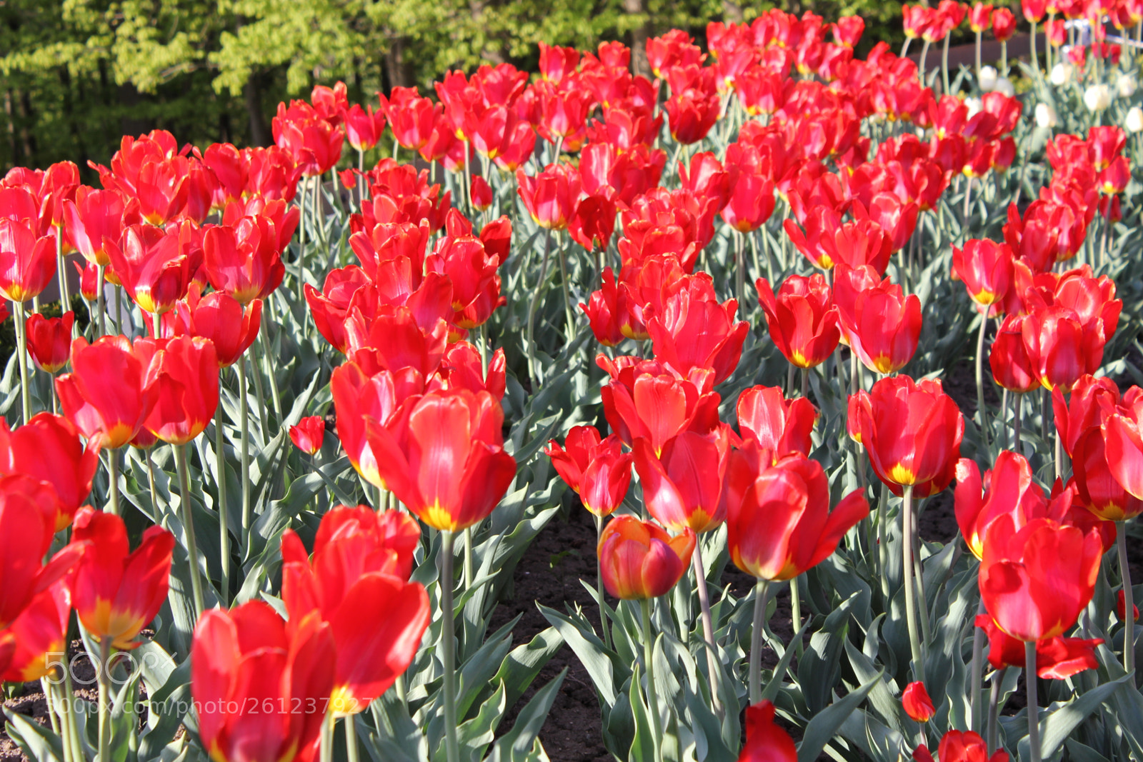 Canon EOS 550D (EOS Rebel T2i / EOS Kiss X4) sample photo. Tulips edward's gardens, toronto photography