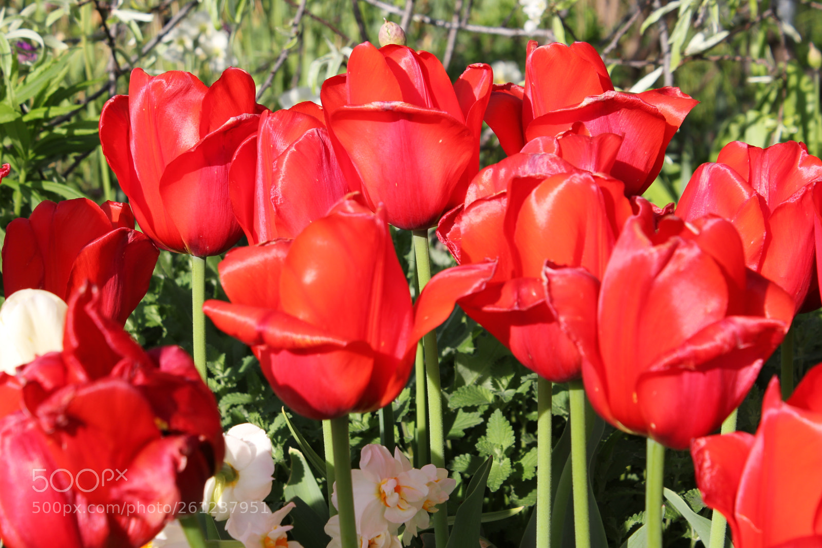 Canon EOS 550D (EOS Rebel T2i / EOS Kiss X4) sample photo. Tulips edward's gardens, toronto photography