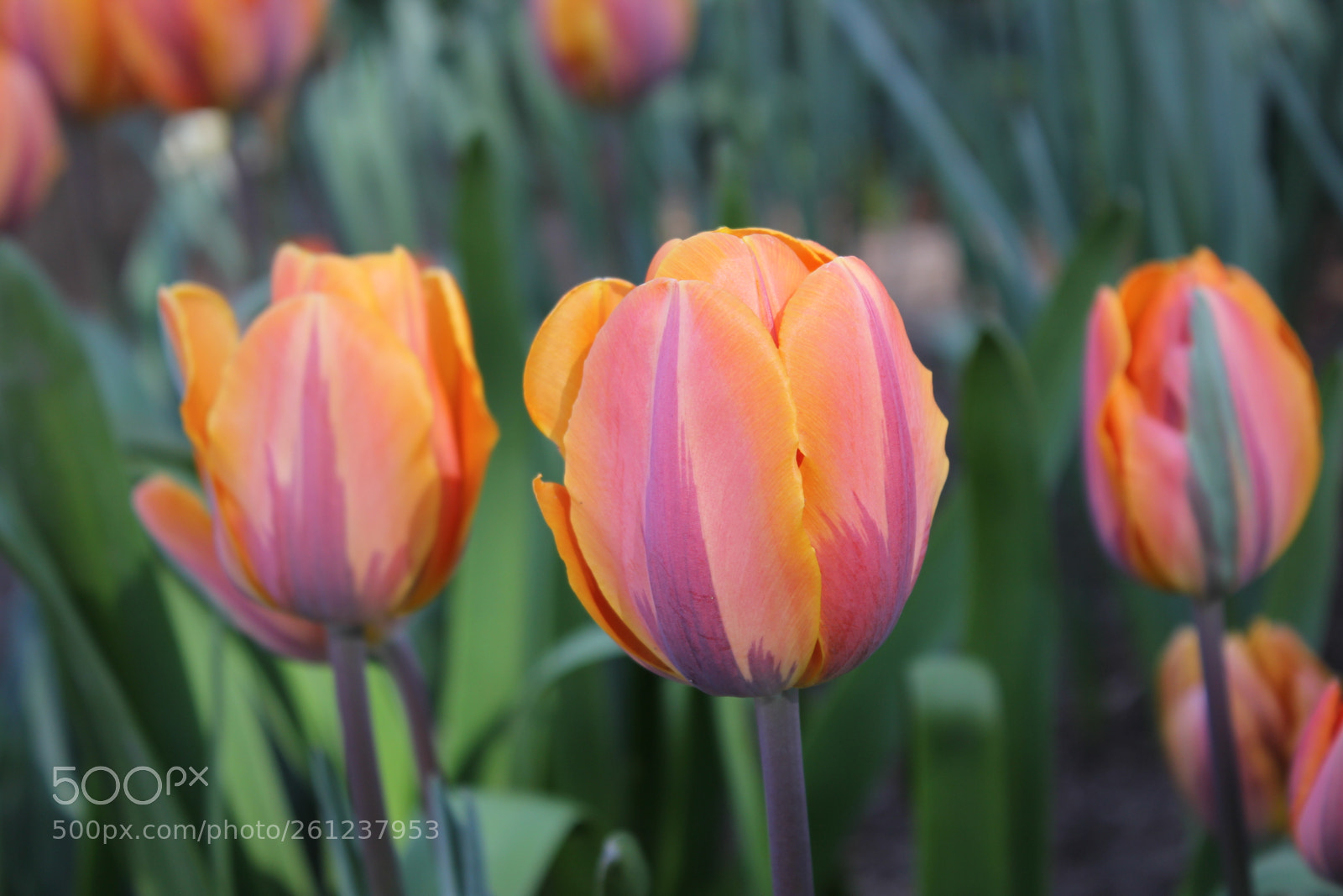 Canon EOS 550D (EOS Rebel T2i / EOS Kiss X4) sample photo. Tulips edward's gardens, toronto photography