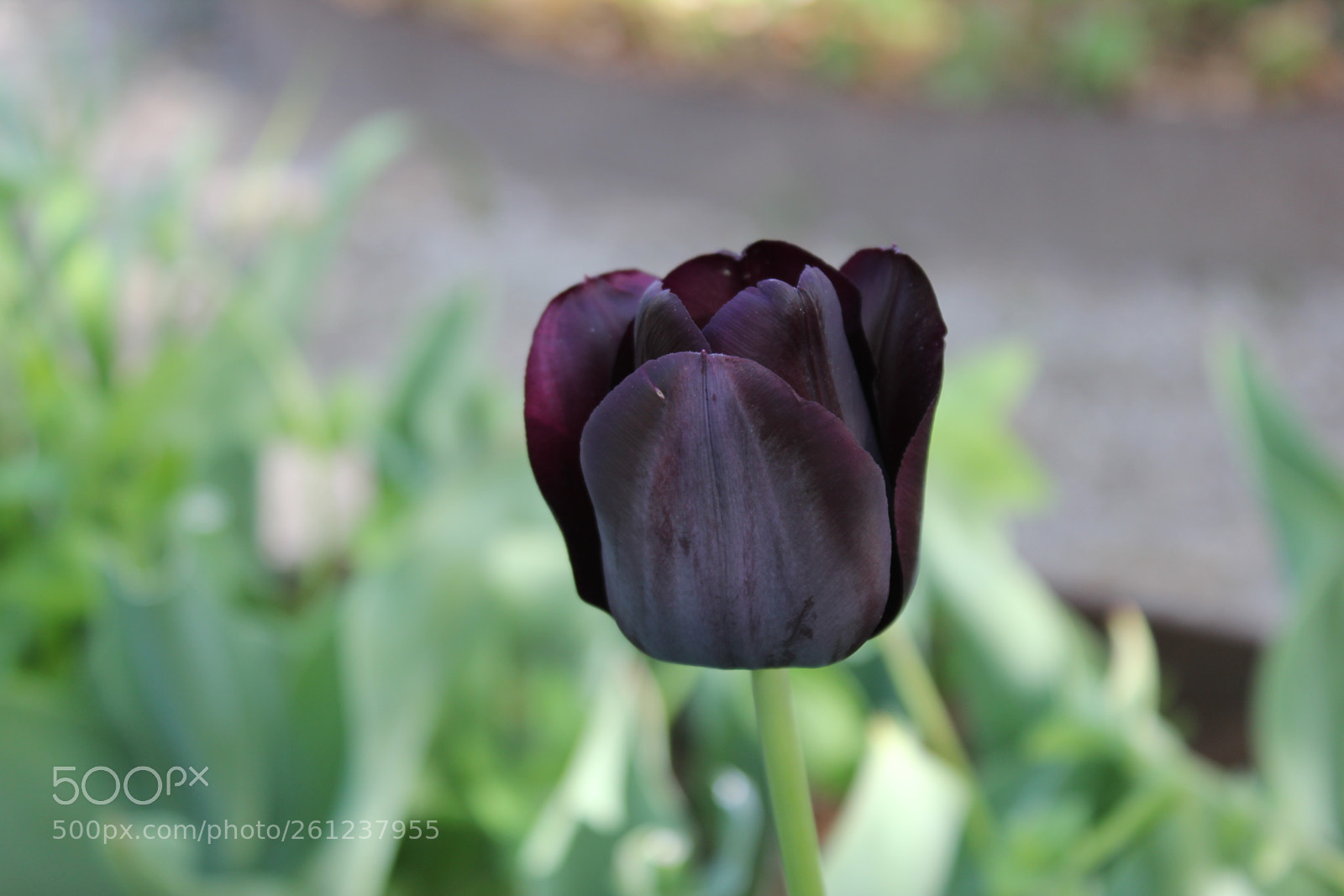 Canon EOS 550D (EOS Rebel T2i / EOS Kiss X4) sample photo. Tulips edward's gardens, toronto photography