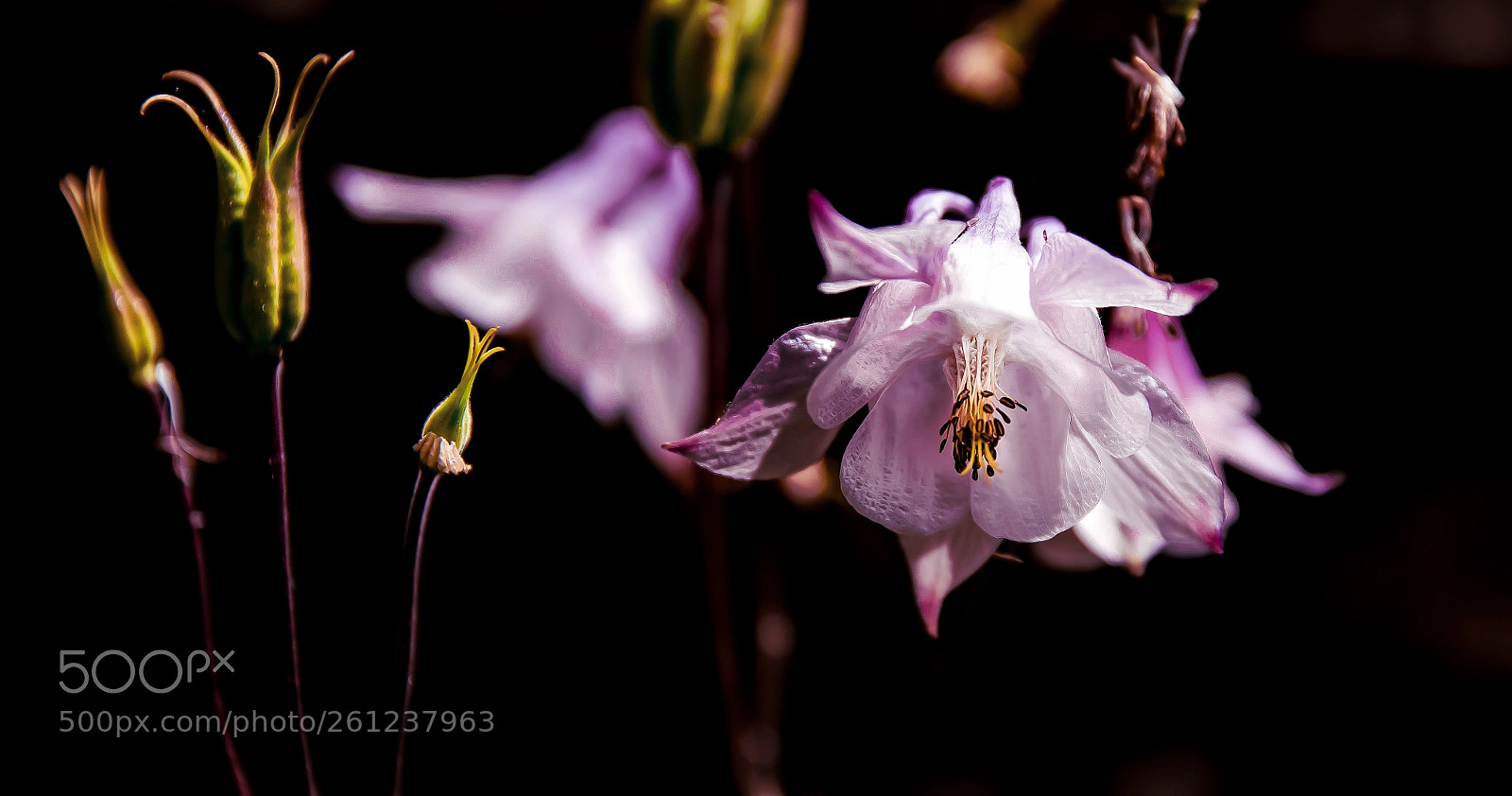 Nikon D5500 sample photo. Garden bloom photography