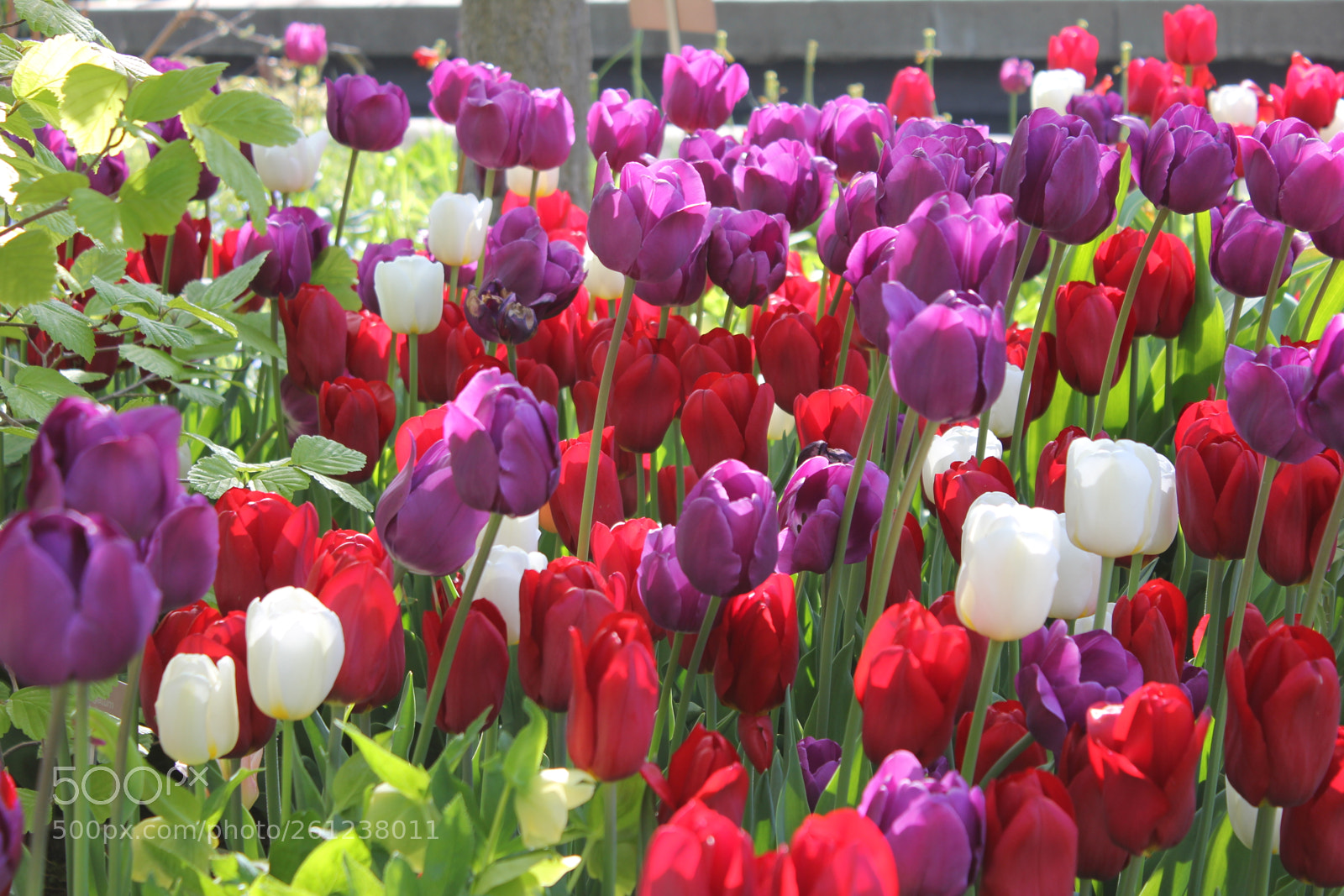 Canon EOS 550D (EOS Rebel T2i / EOS Kiss X4) sample photo. Tulips edward's gardens, toronto photography