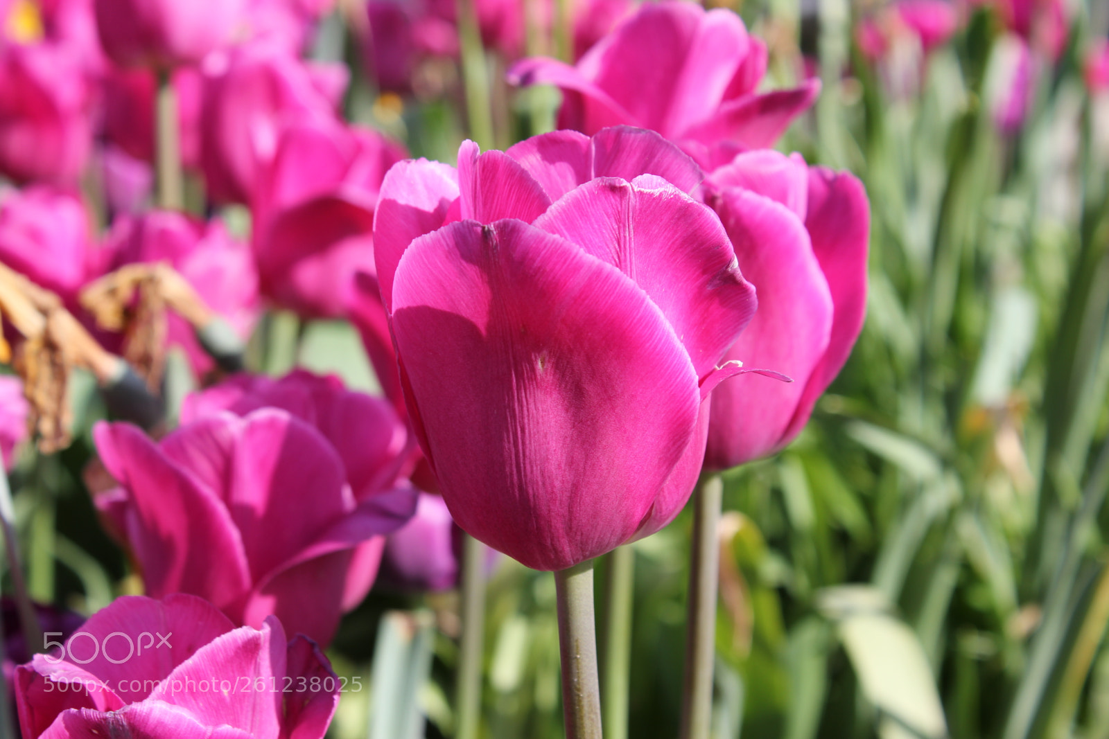 Canon EOS 550D (EOS Rebel T2i / EOS Kiss X4) sample photo. Tulips edward's gardens, toronto photography