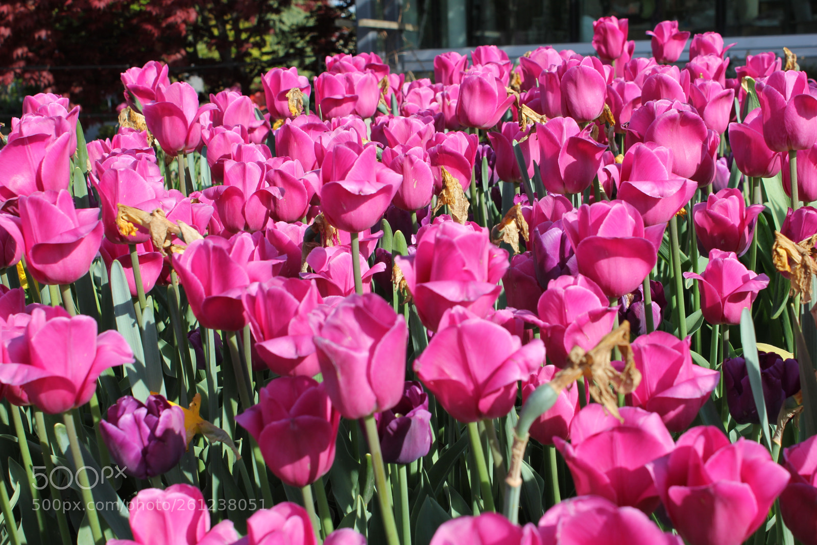 Canon EOS 550D (EOS Rebel T2i / EOS Kiss X4) sample photo. Tulips edward's gardens, toronto photography
