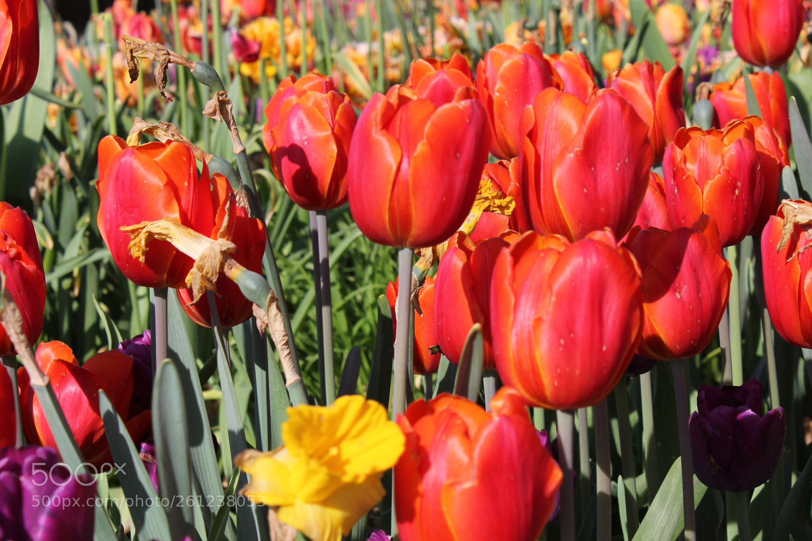 Canon EOS 550D (EOS Rebel T2i / EOS Kiss X4) sample photo. Tulips edward's gardens, toronto photography