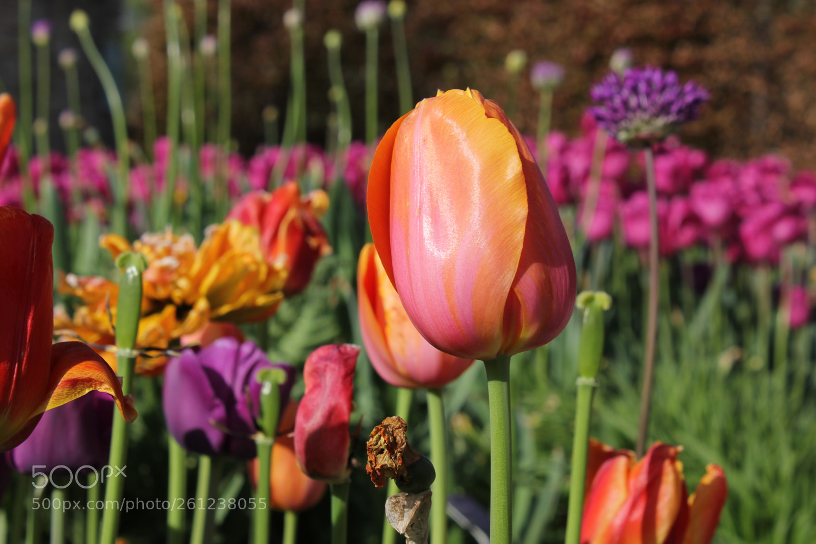 Canon EOS 550D (EOS Rebel T2i / EOS Kiss X4) sample photo. Tulips edward's gardens, toronto photography