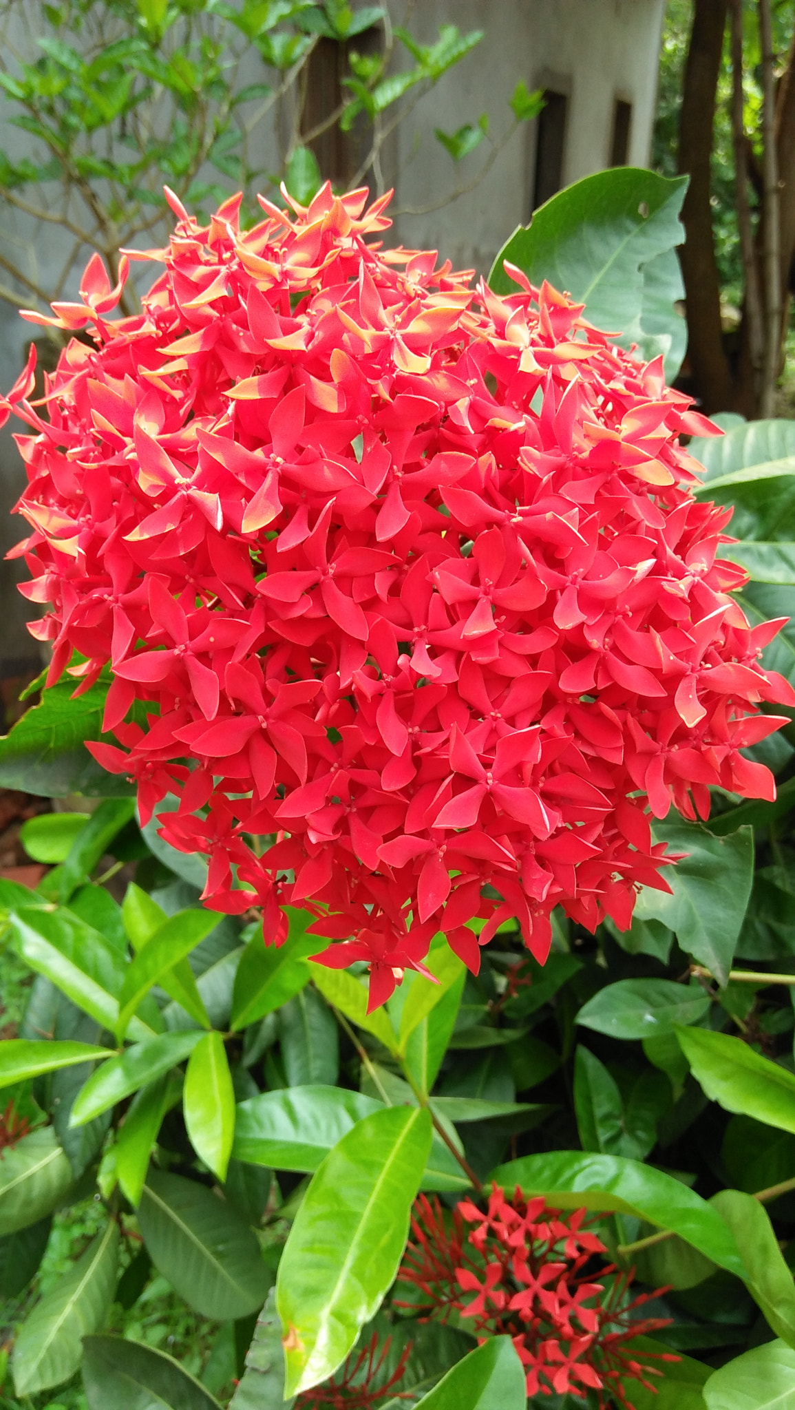 OPPO A37fw-International sample photo. Img photography