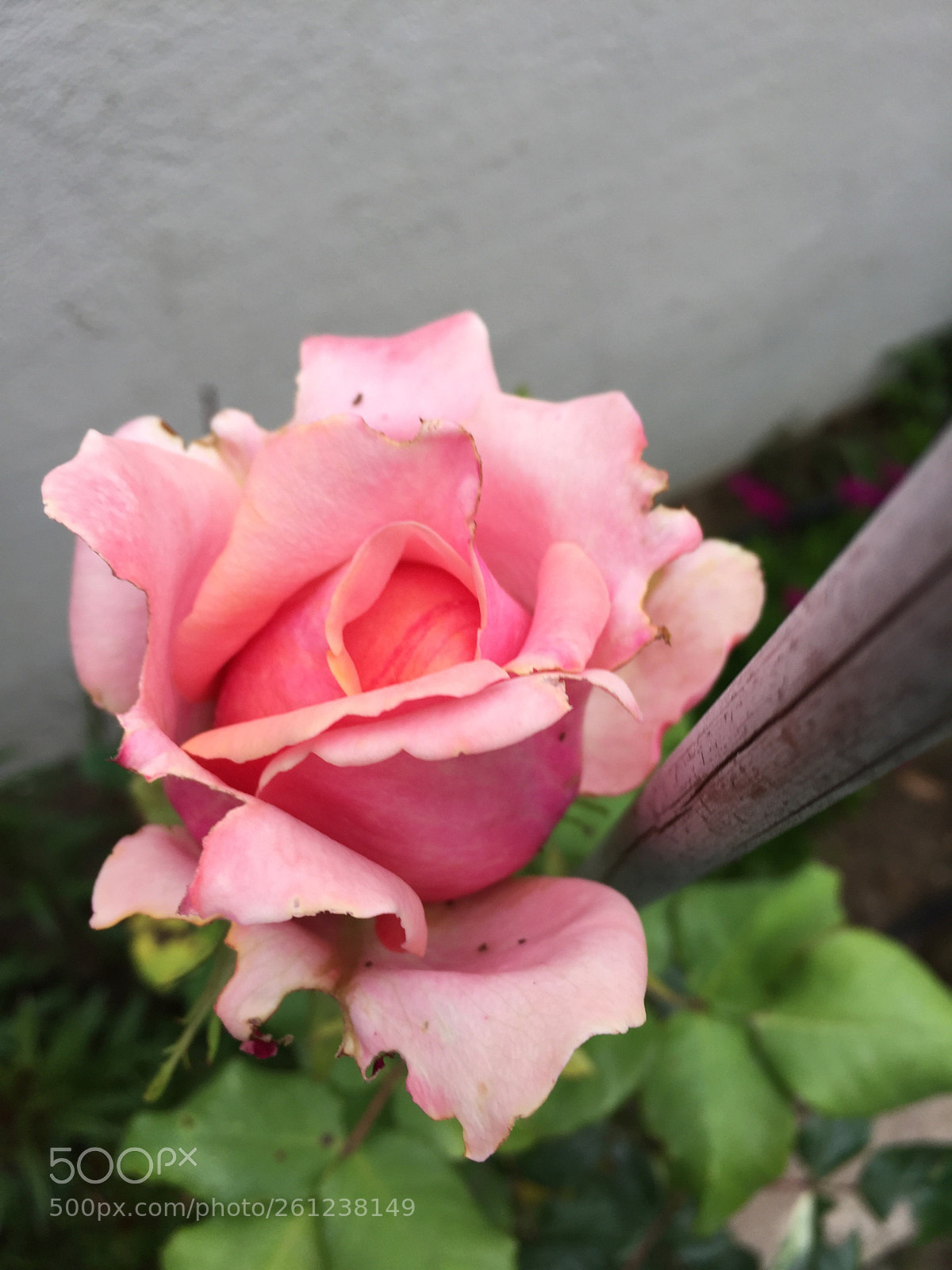 Apple iPhone 6 Plus sample photo. Pinky photography