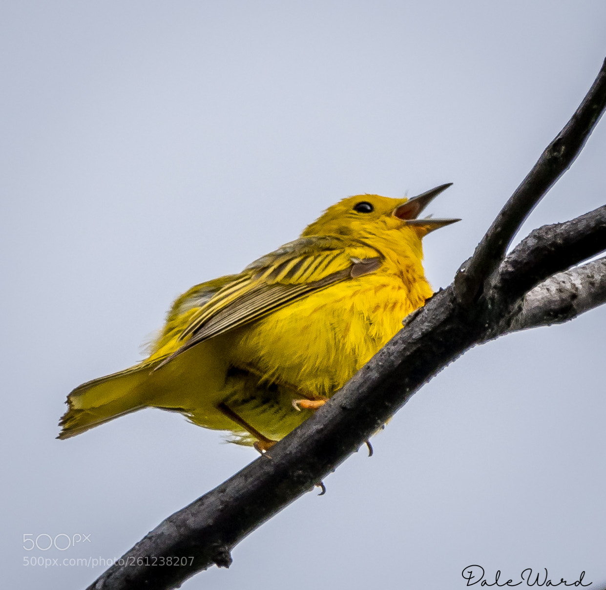Nikon D500 sample photo. Yellow warbler singing a photography