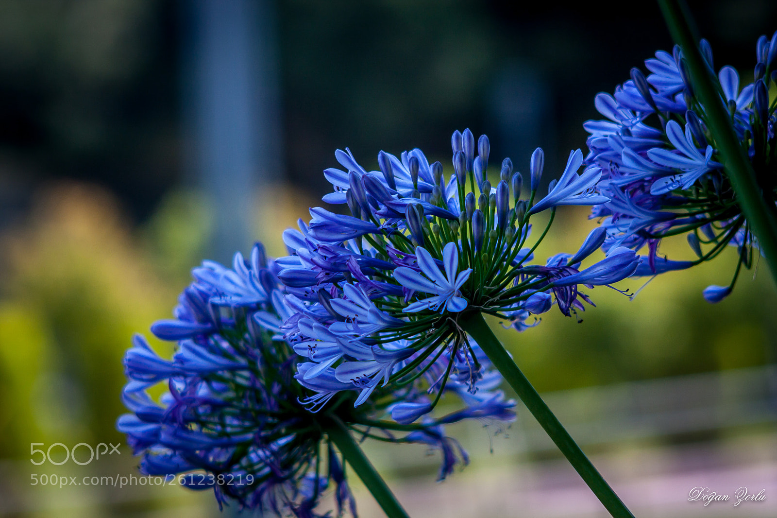Canon EOS 40D sample photo. Blue flower photography