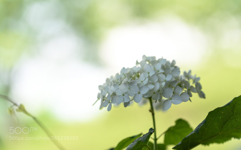 Nikon D750 sample photo. White hydrangea photography