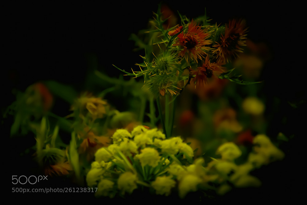 Nikon D5200 sample photo. Flower photography