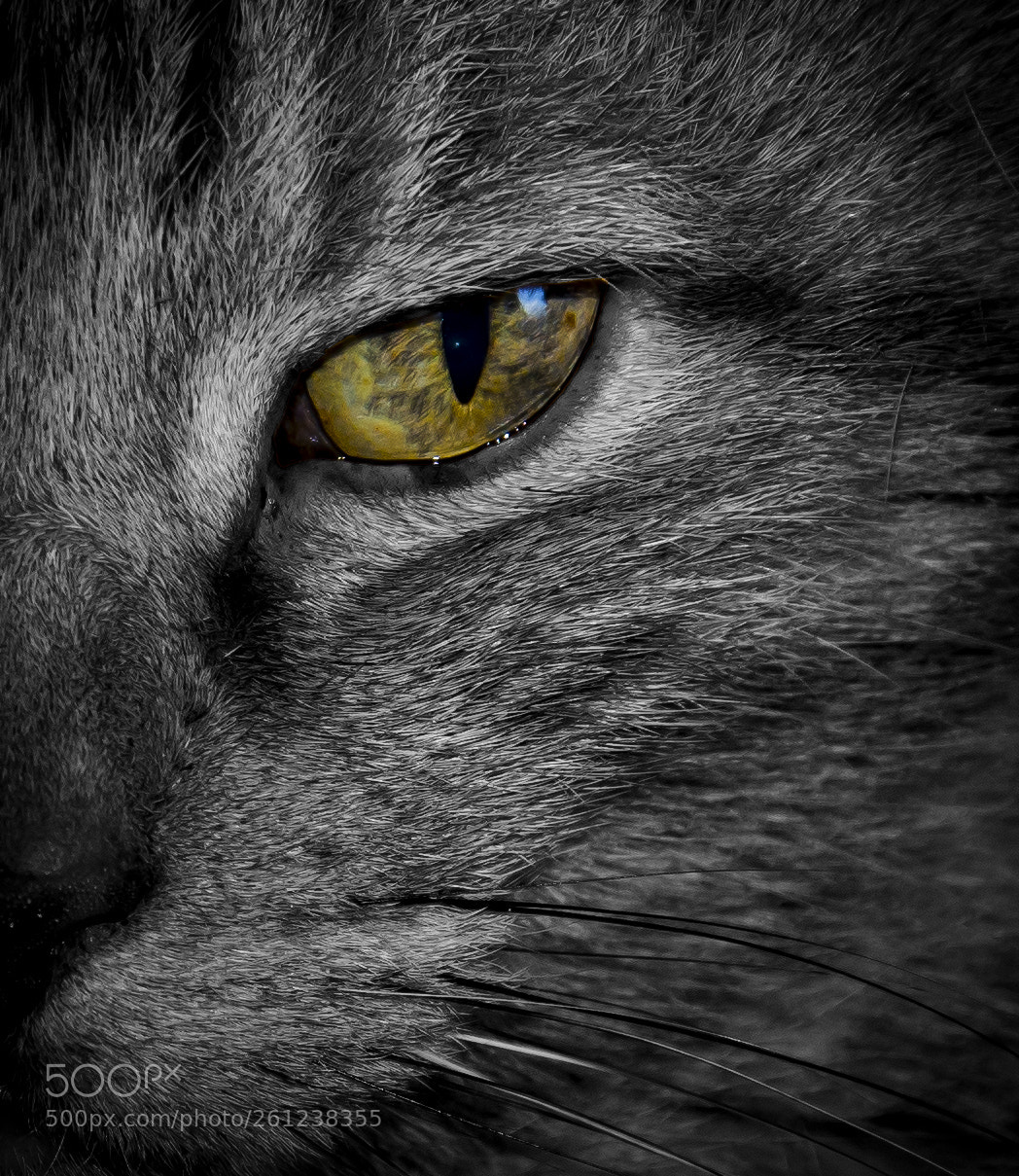 Nikon D5200 sample photo. Cat black white photography