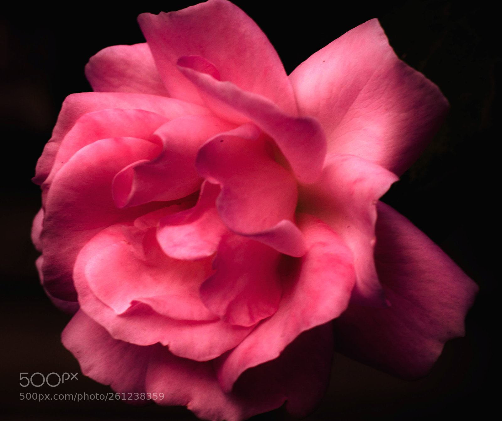 Nikon D5300 sample photo. Mother´s rose photography